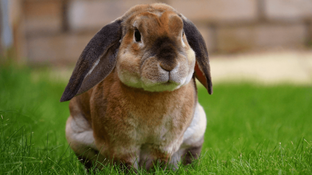 Digestive pain can cause rabbits to shake (1)