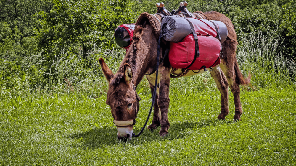 Donkeys can carry up to 125 pounds, some can carry more (1)