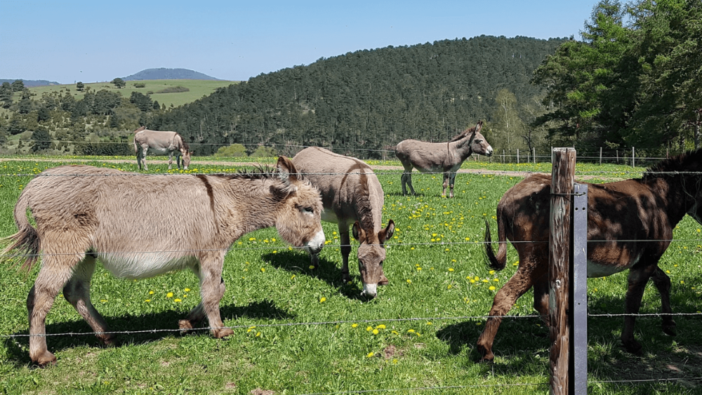 Donkeys do well on lower calorie grasses than horses (1)