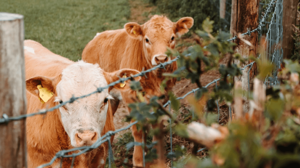 Family cows are often tamer and gentler than range cows (1)