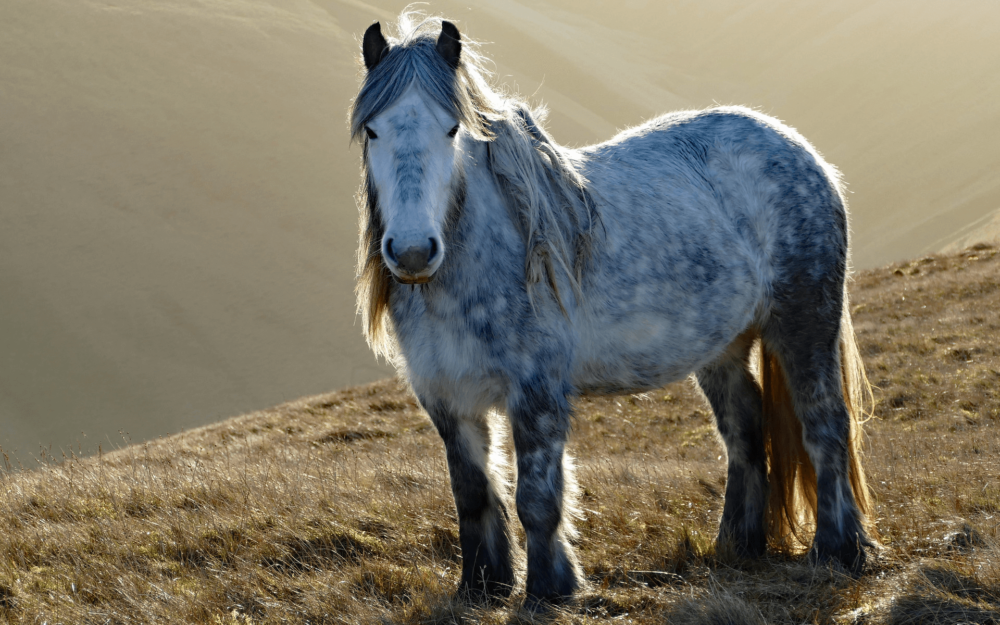 The Absolutely Best Pony Breed (Plus 10 More Great Ones)