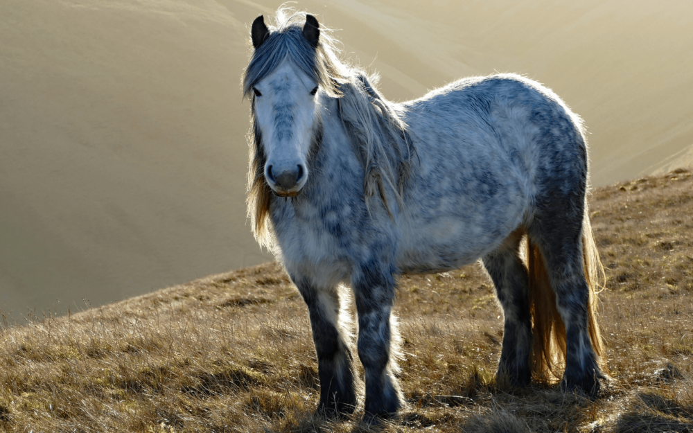 Fell Ponies are popular pack horses (1)