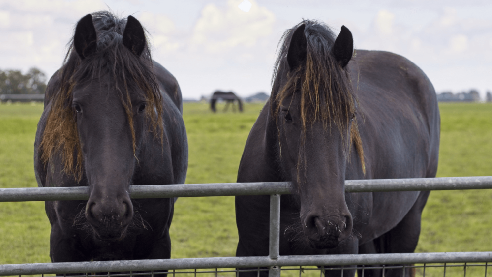 Friesian horses are very expensive (1)