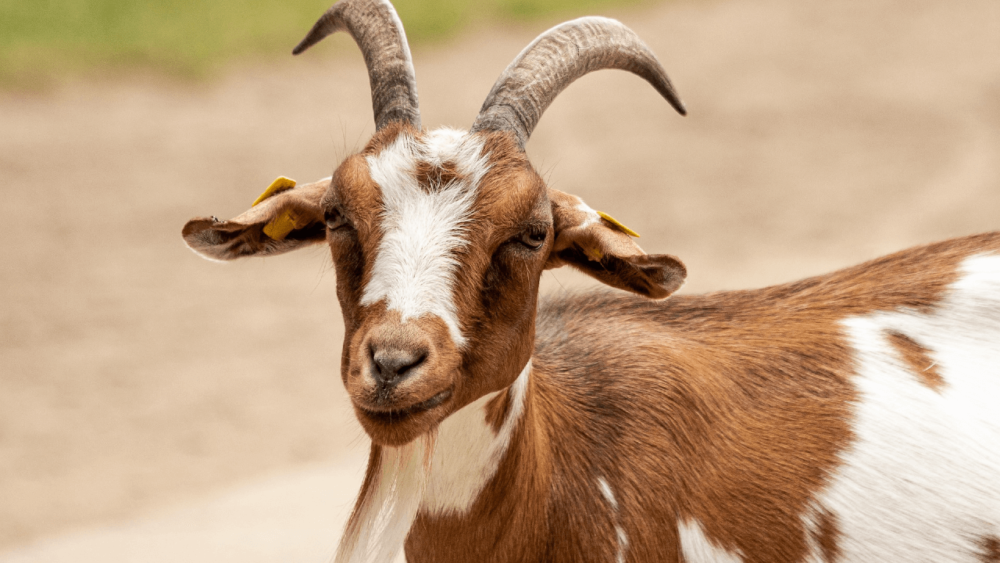 Goats have a snotty nose when they are ill (1)