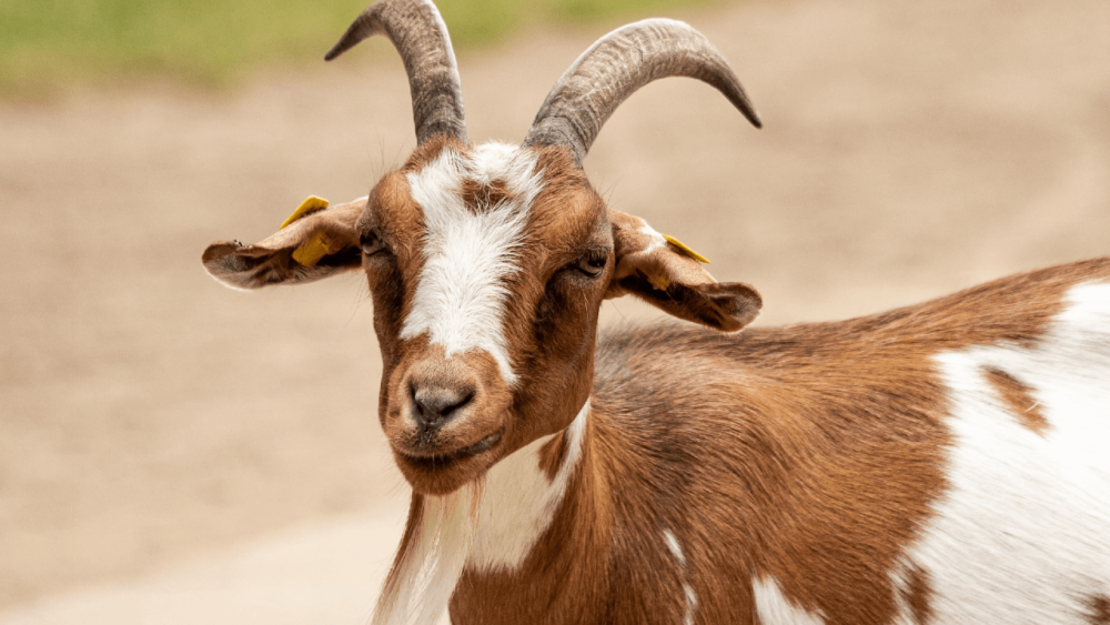 my-goats-have-a-snotty-nose-what-it-means-how-to-treat-it-best-farm