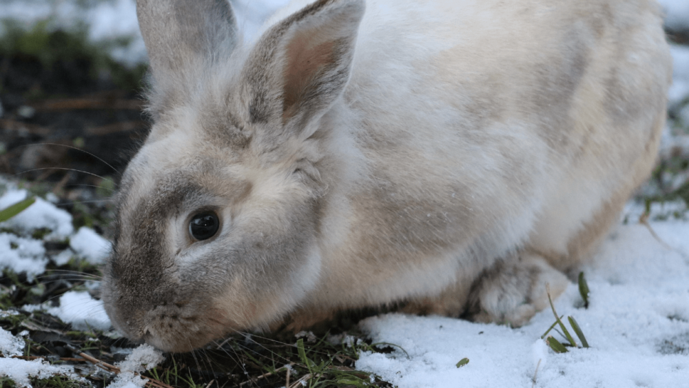 Guide to keeping rabbits safe in the winter (1)