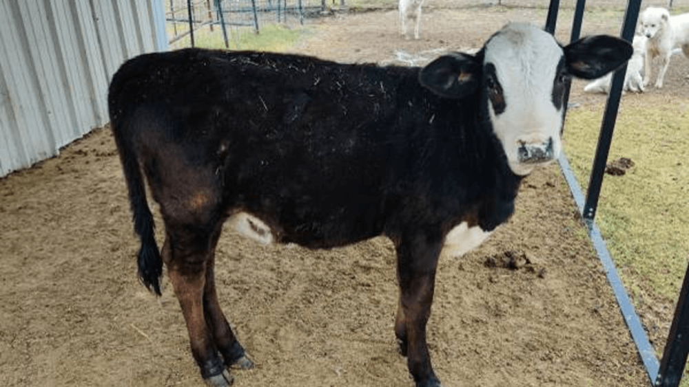 Heifer calves are worth more than cows (1)