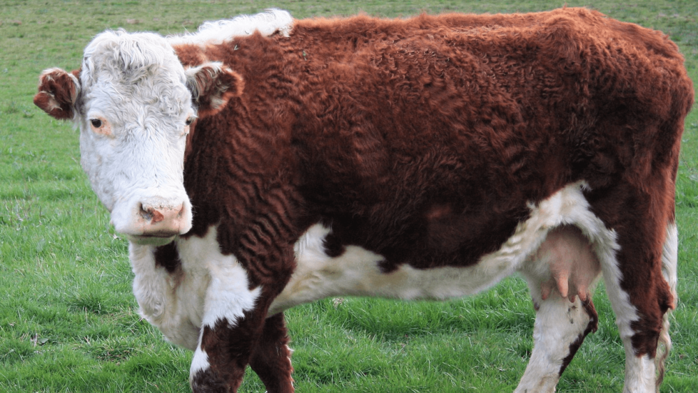 Hereford is a popular beef <a href=