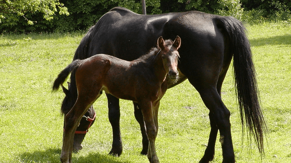 Holsteiner horses command a lot of money (1)