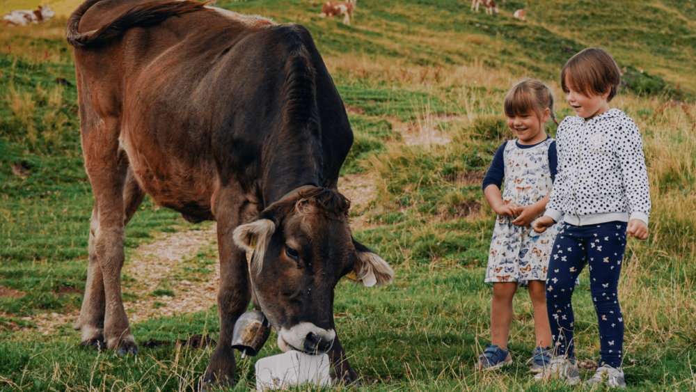 Homestead cows are often family friendly (1)