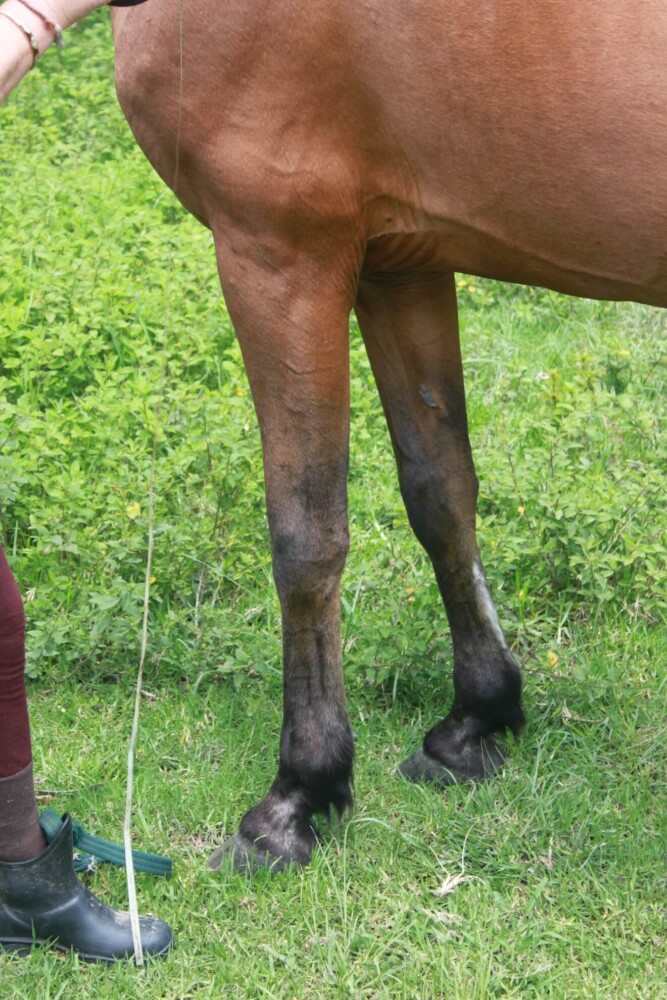 Horse Standing on Level Ground