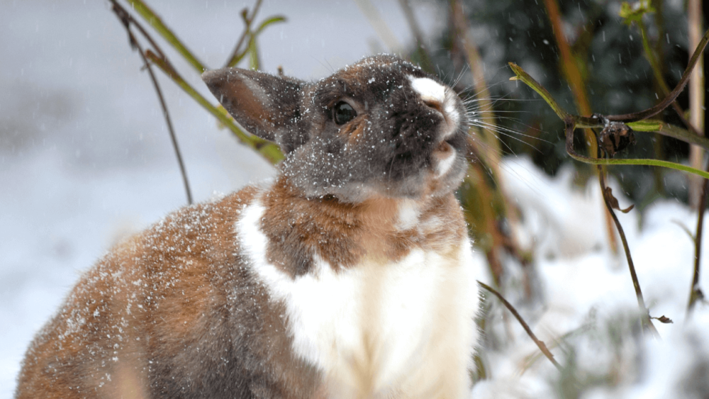 Identify frostbite in rabbits (1)
