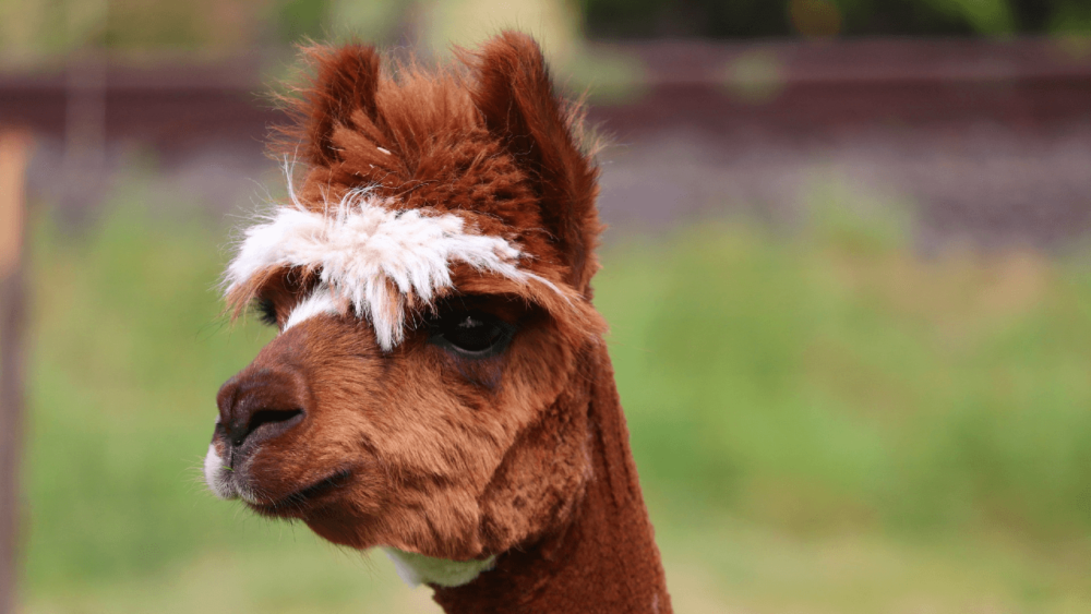 Learn your alpacas personality (1)