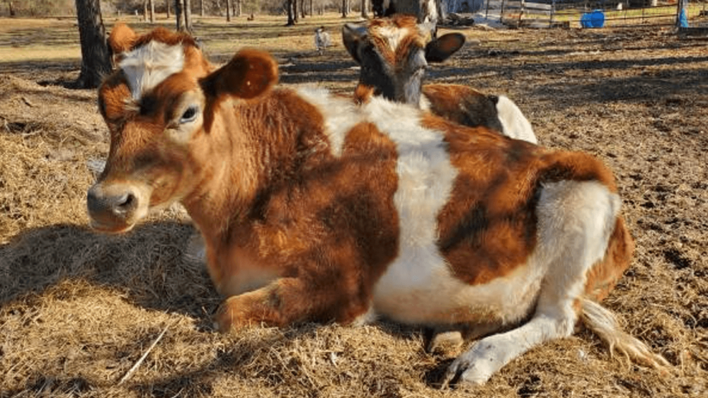 Why You Should Purchase a Cow From A Homesteader, Local Farm