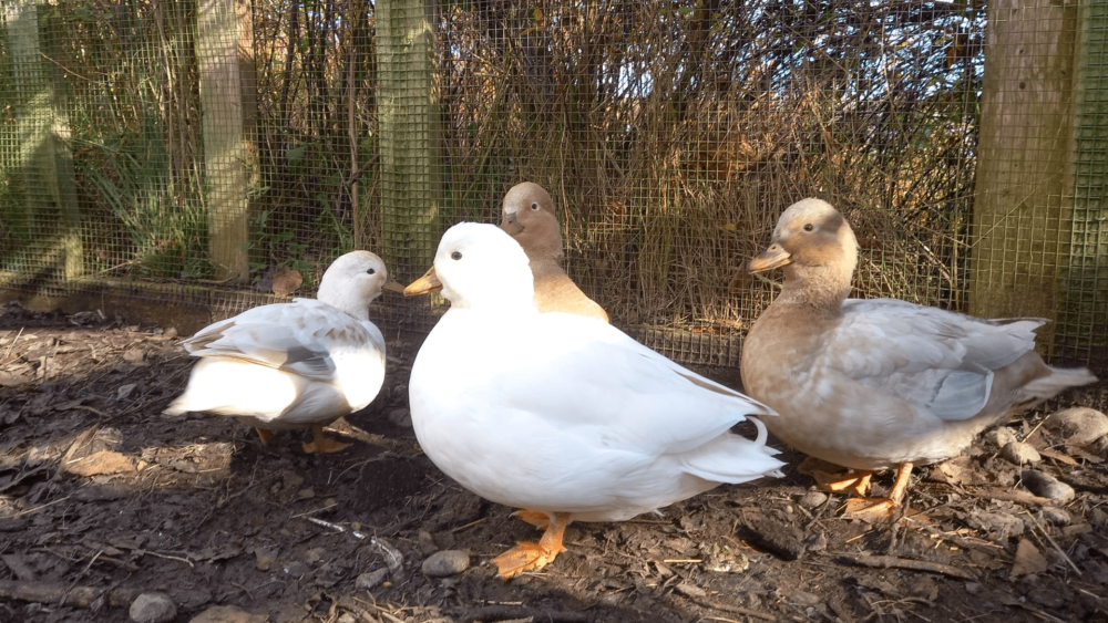 Male call ducks can fight each other (1)