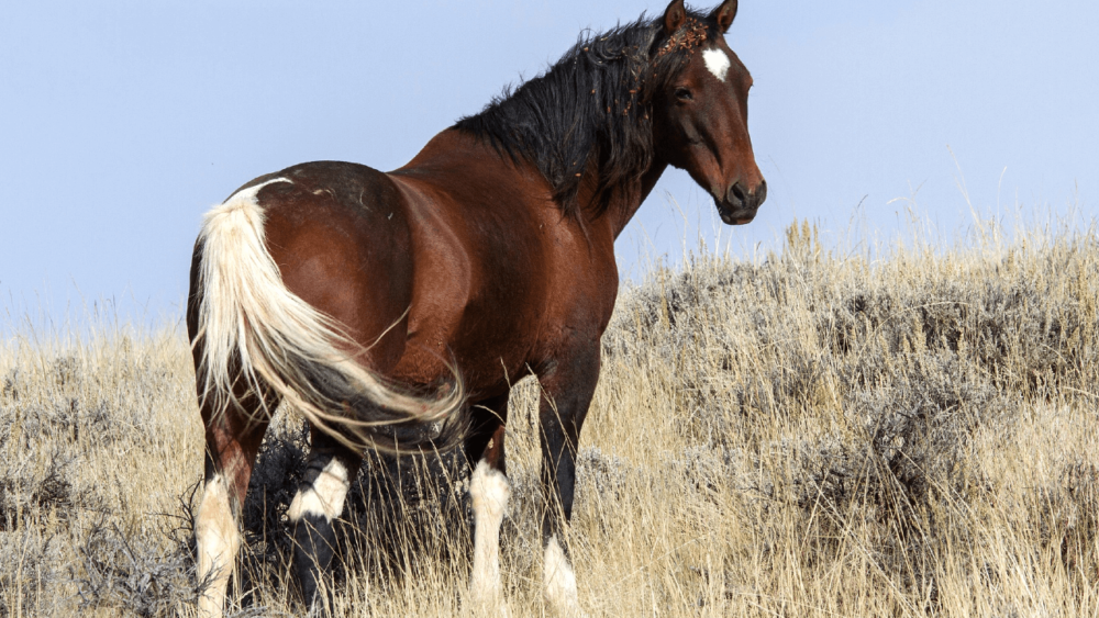 Mustangs are wild horses and can cost less than other breeds (1)