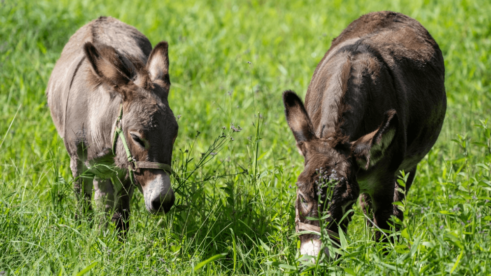 Natural donkey foods have high fiber (1)