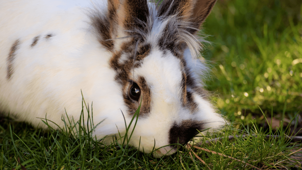 Parasites can cause shaking rabbits (1)