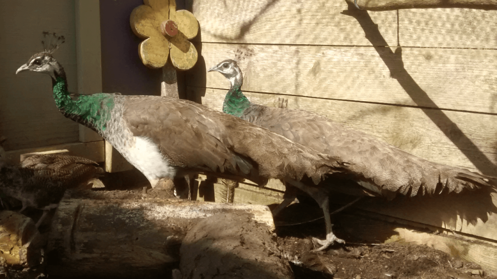 Peacocks need a companion to be happy (1)