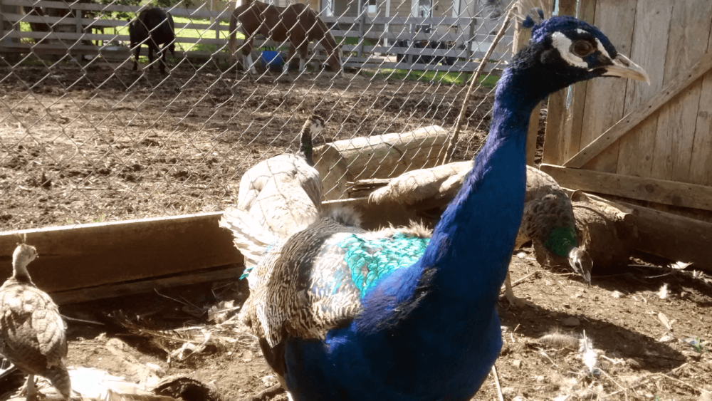 Peafowl diets consist of a high protein diet (1)