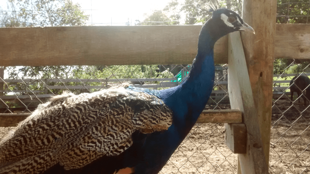Peafowl have many uses on a farm (1)