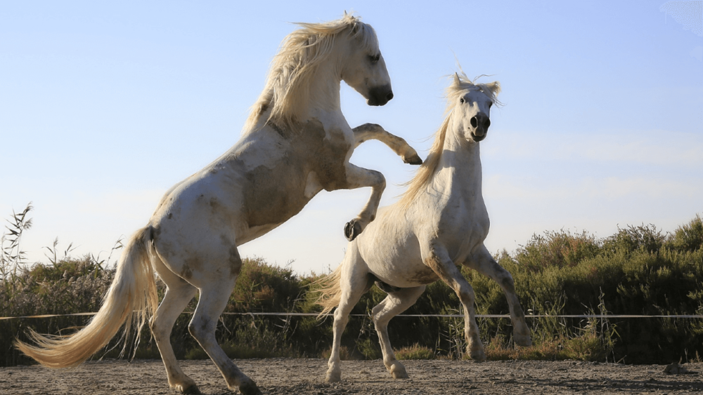 Phobias can cause horses to be super skittish (1)
