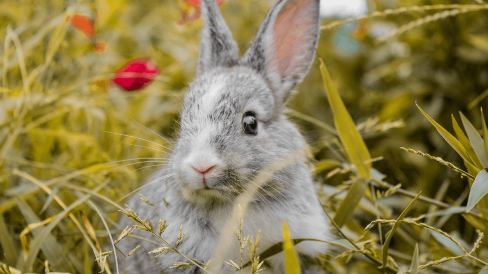 10 Reasons Your Rabbit Is Shaking and What to Do About It