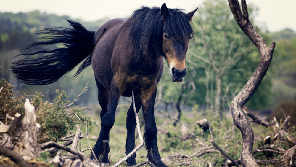 Reduce stress in horses (1)