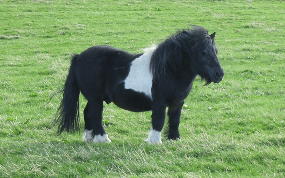 Shetland Ponies are the best pony breed (1)