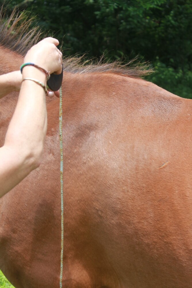 Tape Measure Extended To Top of Withers