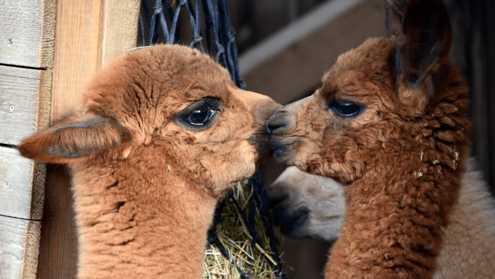 Understanding alpaca body language (1)