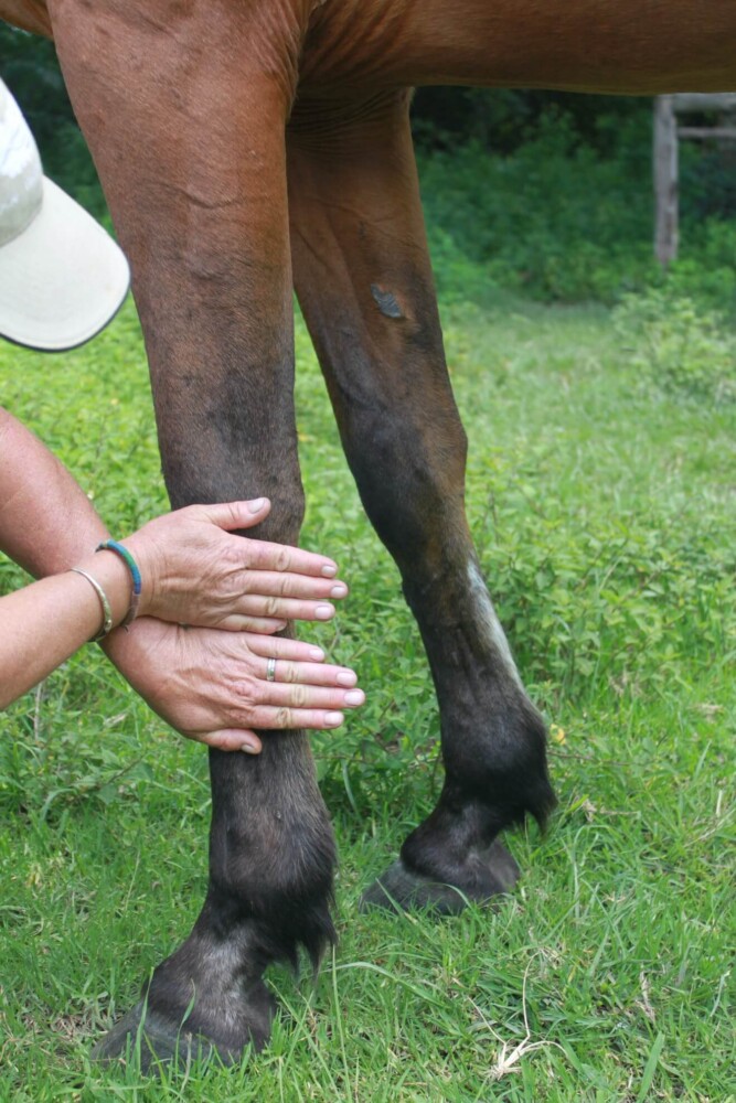 Using Hands to Measure a Horse's Height