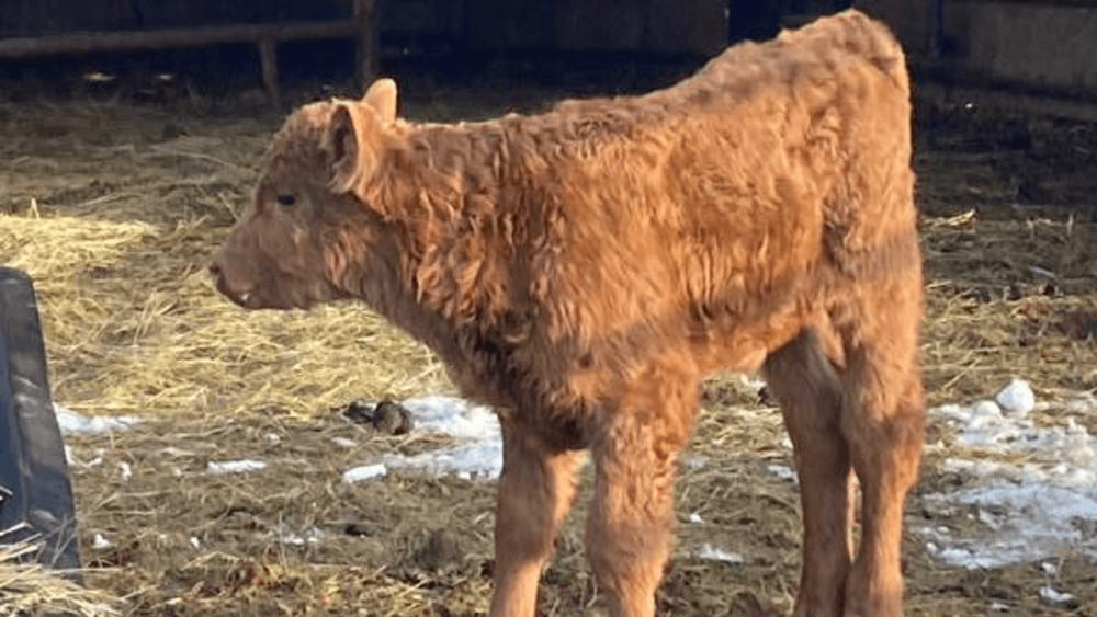 Weaned calves live more frequently than bottle calves a (1)