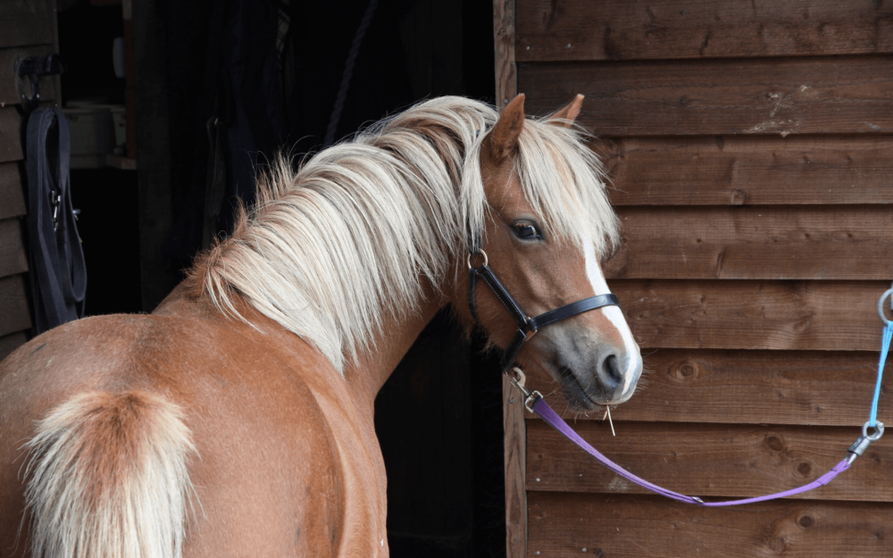 Welsh Ponies are lovely and popular (1)