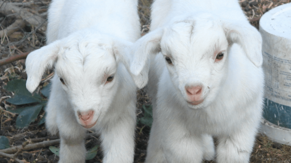 enzootic nasal tumors affect young goats 1 (1)