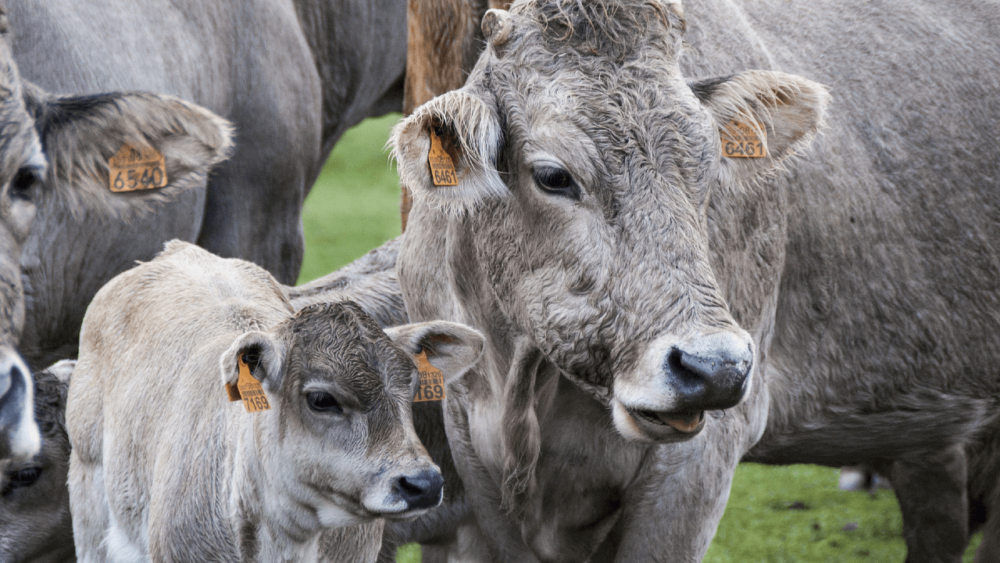 Age specific questions for buying your family cow (1) (1)