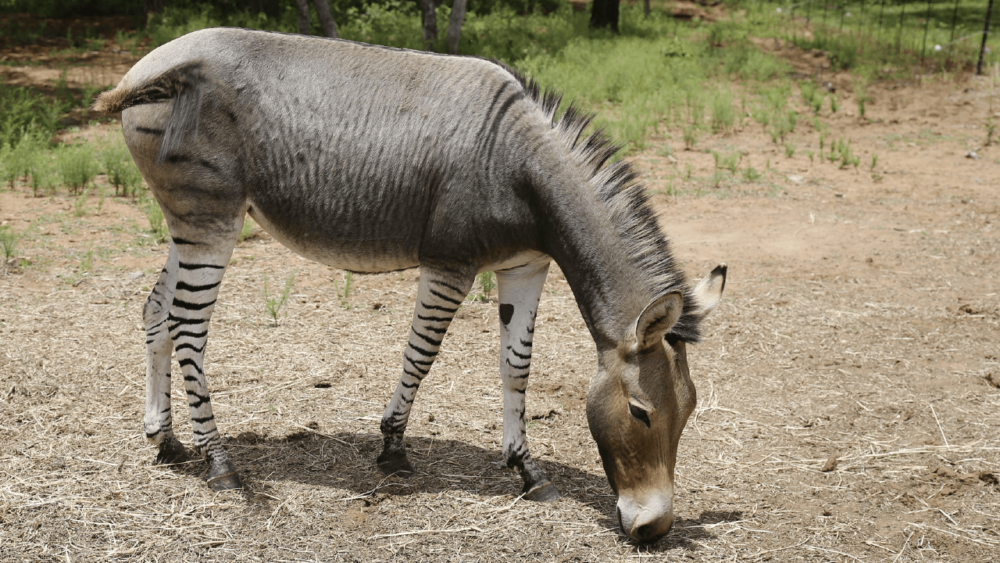 Asino Amiatina donkeys are great for riding (1)