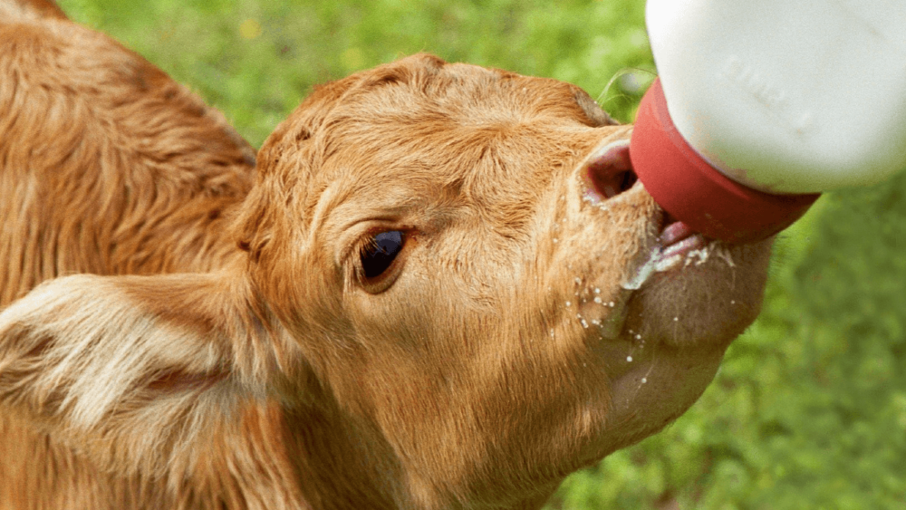 Bottle calves should have bovine milk instead of soy (1)