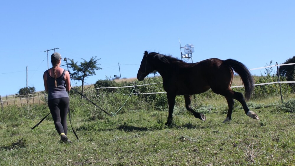 Daily exercise helps horses with insulin resistance (diabetes)