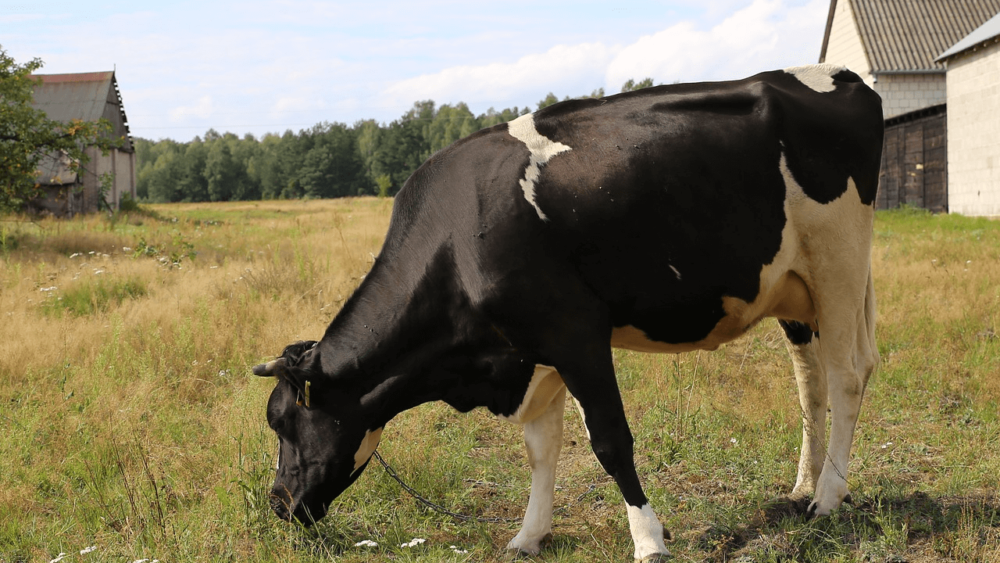 Dairy cows are valued differently than beef cattle (1)