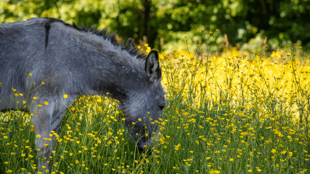 Donkeys cough from allergies (1)