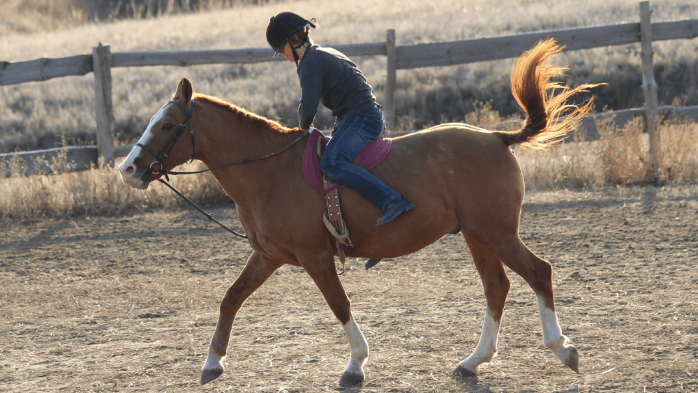 Exercise is critical for diabetic horses (1)