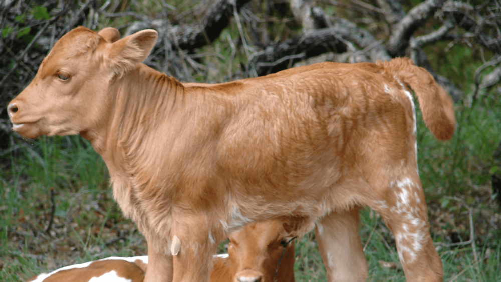 Guard against scours in calves (1)