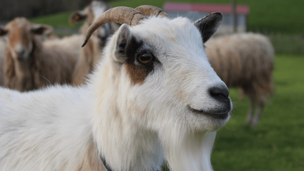 Healthy goats will have a nice, shiny, flake-free fur (1)