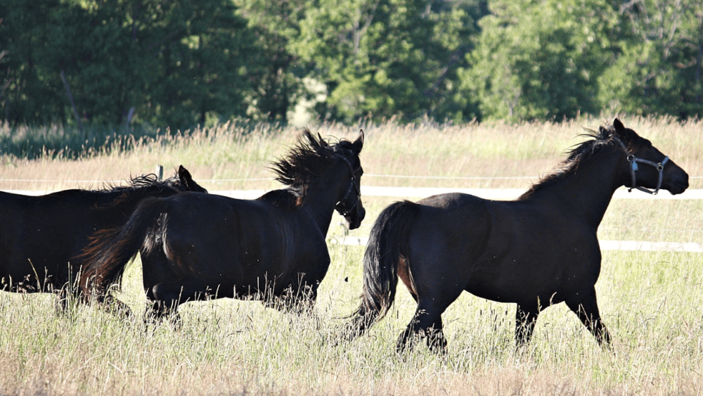 Horses with insulin resistance improve with moderate exercise (1)