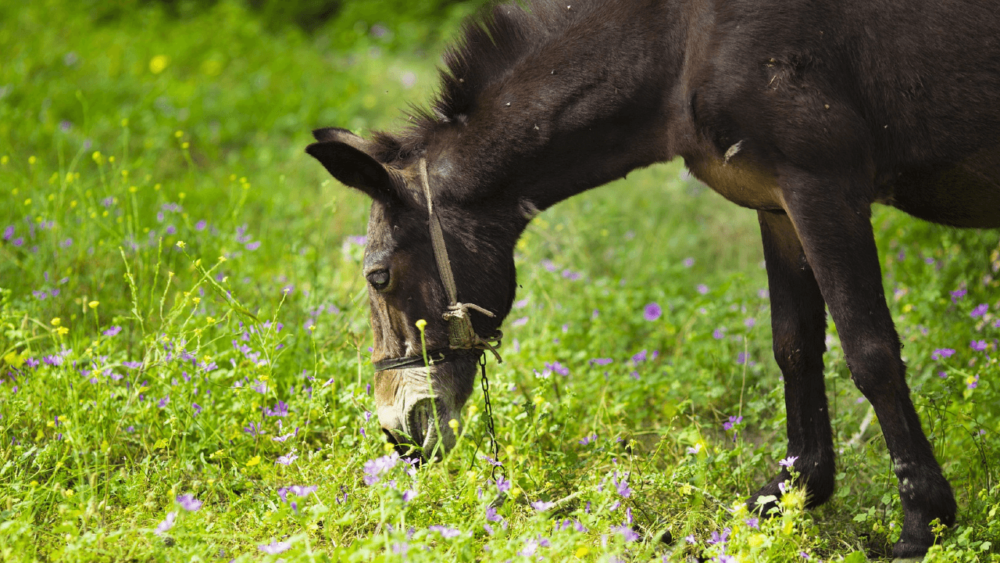 Horses with insulin resistance should not eat legumes hay (1)