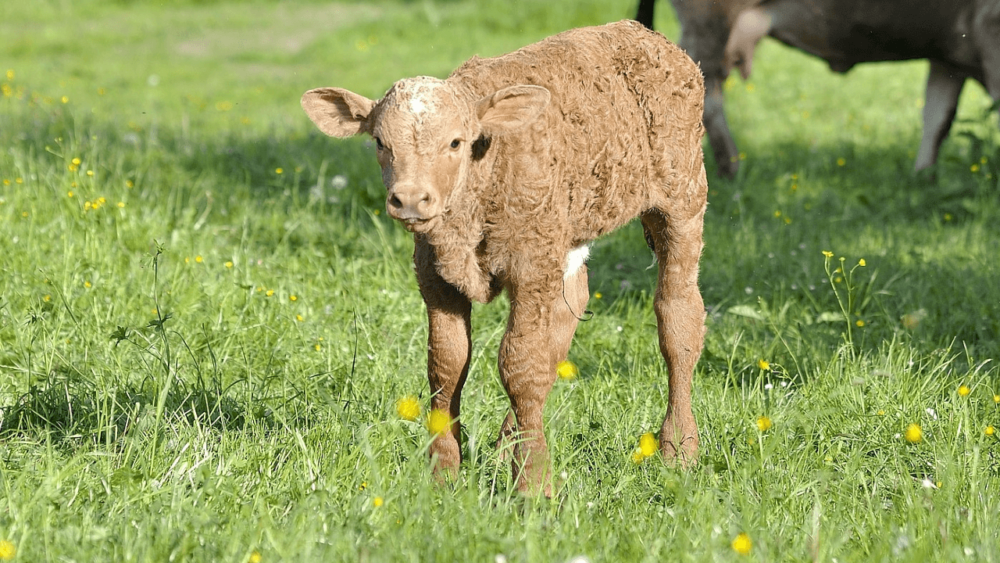 Keep calves warm and monitor temperature (1)