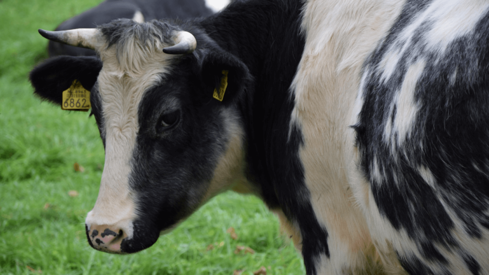 Many families choose cows that are both milk and meat quality (1)