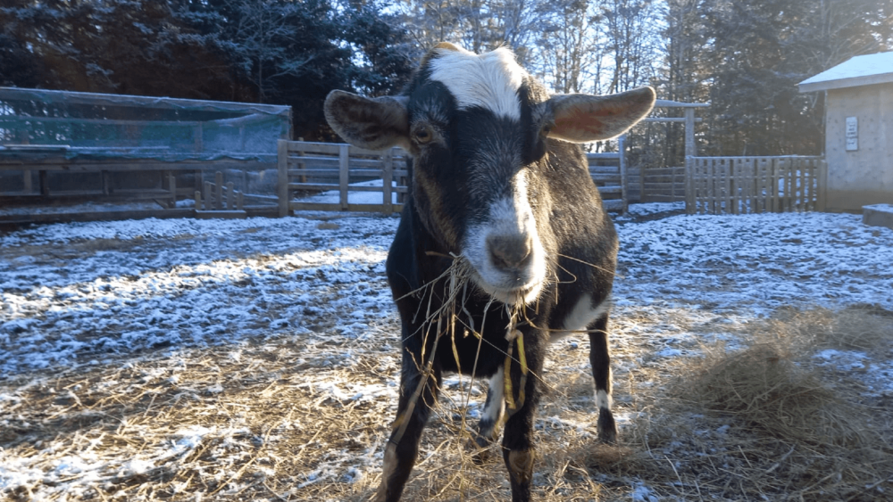 Muppet is mixed with Toggenburg and Pygmy (1)