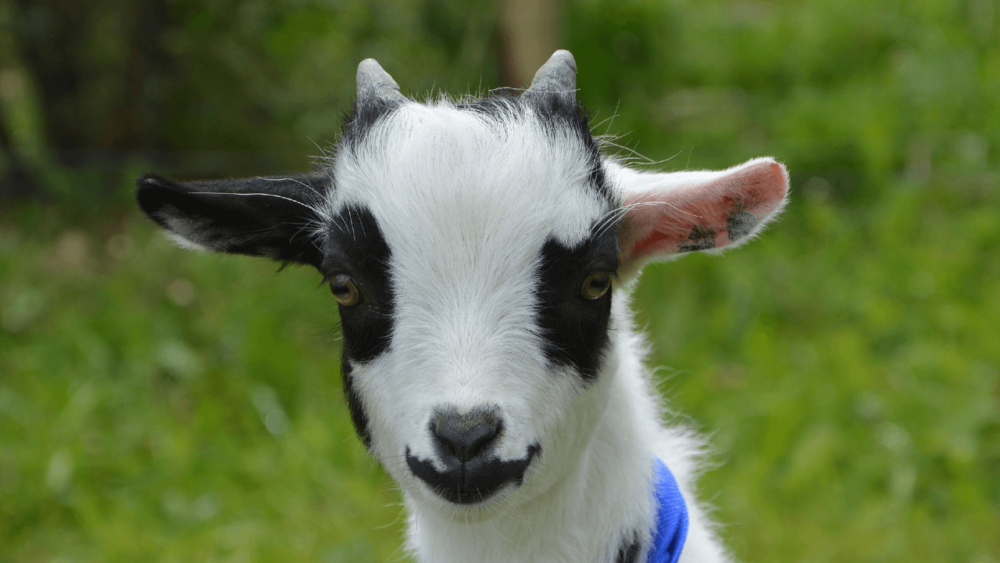 Nigerian dwarf goats are a loud breed (1)